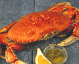 pacific dungeness crab