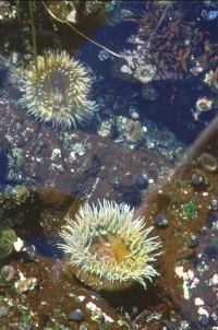 sea anemone at Botanical Beach